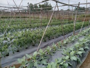 mang phu trong rau tai qy